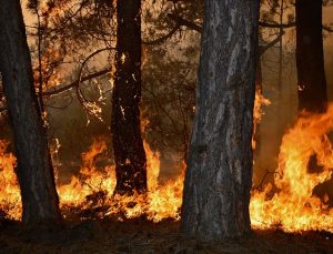 Yerküre, yoğunluğu artan orman yangınlarının etkisi altında