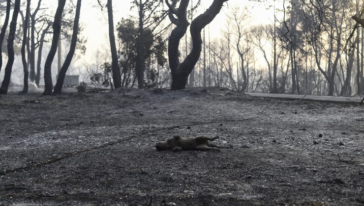 Yunanistan`da orman yangını