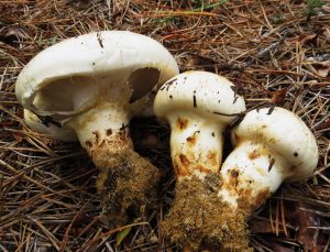 Japonya’da ilk hasat Matsutake mantarının üç tanesi 7 bin 600 dolara satıldı