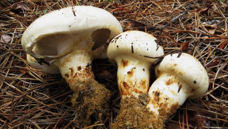 Japonya’da ilk hasat Matsutake mantarının üç tanesi 7 bin 600 dolara satıldı