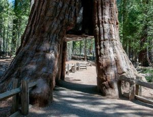 California’da milli parkı tehdit eden yangın beş kat büyüdü