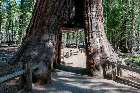 California’da milli parkı tehdit eden yangın beş kat büyüdü