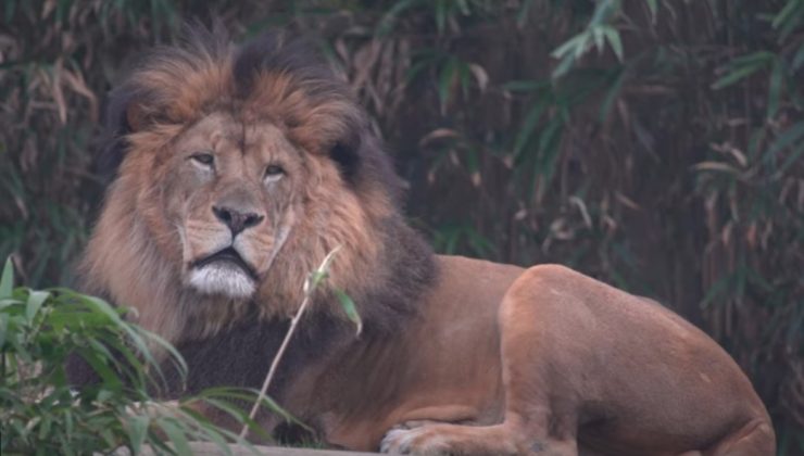 DC’deki hayvanat bahçesinde aslan ve kaplanlar Covid pozitif
