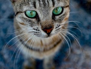 Barınak kedilerinin renkli gözleri: Sahiplendirilmeyi bekliyorlar