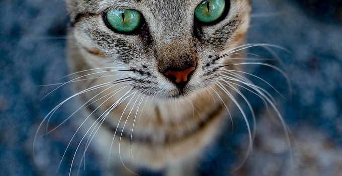 Barınak kedilerinin renkli gözleri: Sahiplendirilmeyi bekliyorlar