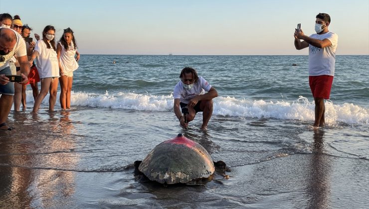 “Çip”li caretta carettalar denize bırakıldı