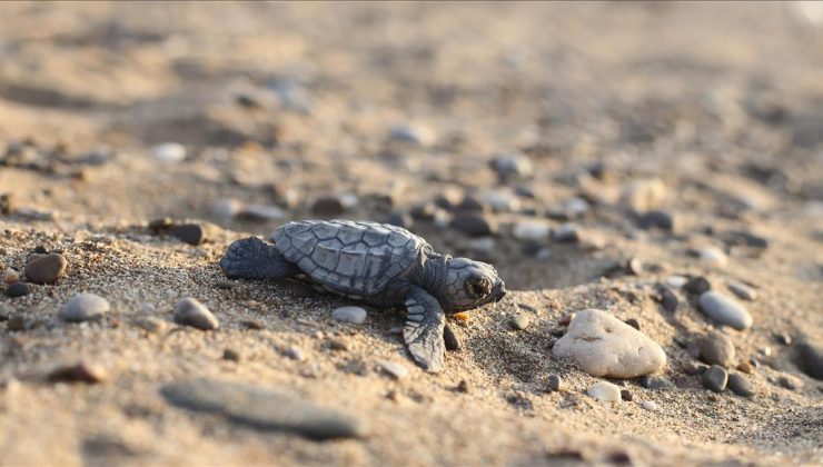 Caretta carettaların ölümüne ilişkin iki otele para cezası