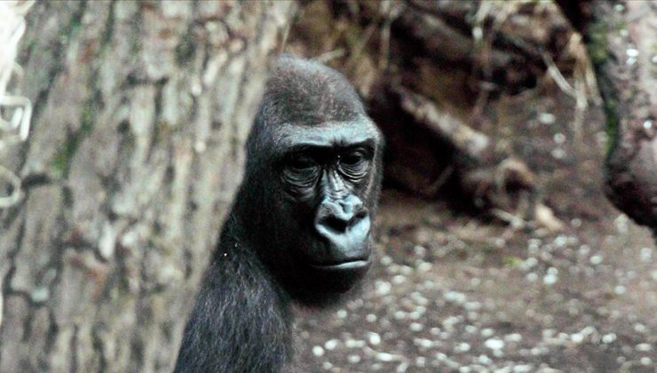 Hayvanat bahçesindeki goriller COVID-19’a yakalandı
