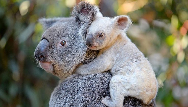 Avustralya’da koala nüfusu tehdit altında