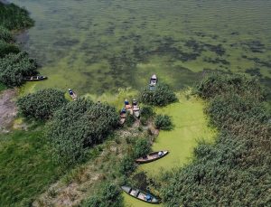 Zehirli algle ölümde yeni gelişme… Californialı ailenin ölüm nedeni açıklandı