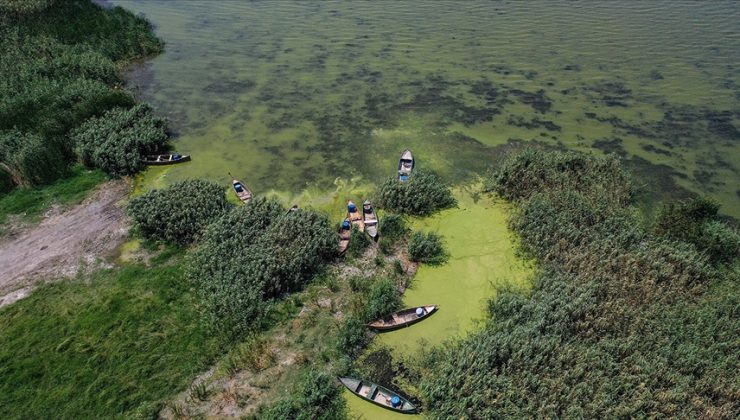 Zehirli algle ölümde yeni gelişme… Californialı ailenin ölüm nedeni açıklandı