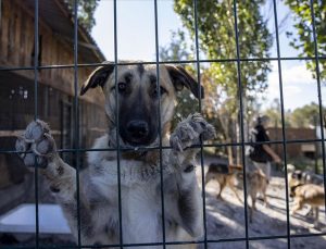 Başıboş köpeklere yönelik uygulama yönetmeliği geliyor