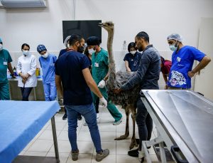 Diyarbakır’da deve kuşunun karnından 40 parça cisim çıkarıldı