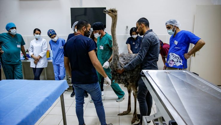 Diyarbakır’da deve kuşunun karnından 40 parça cisim çıkarıldı
