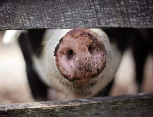 İngiltere’de işçi eksikliği nedeniyle 120 bin domuz itlaf edilebilir