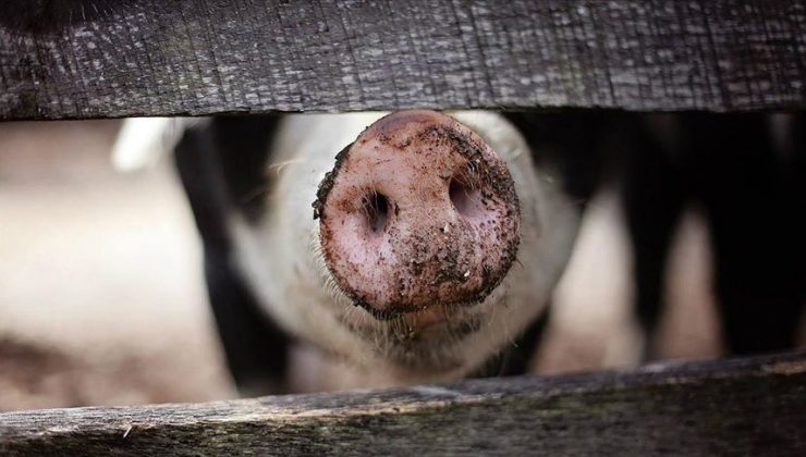 İngiltere’de işçi eksikliği nedeniyle 120 bin domuz itlaf edilebilir
