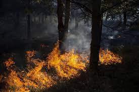 Muğla’daki orman yangını söndürüldü