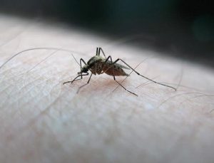 DSÖ, sıtmaya karşı ilk kez aşı onayladı