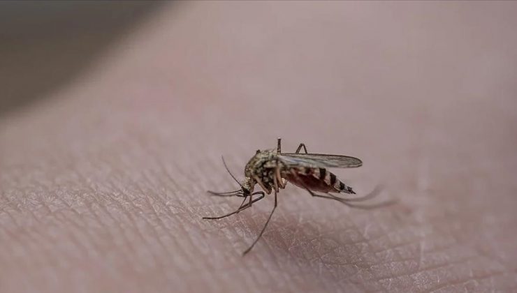 Ürkütücü sonuç! Sivrisineklerin ölümcül virüs testi pozitif çıktı