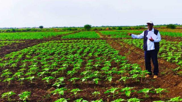 Türk Tohumu Sudan’da üretilecek