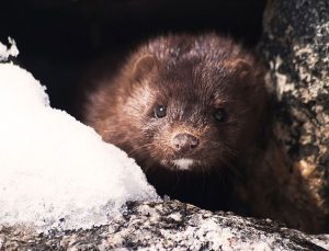 Finlandiya vizonları koronavirüse karşı aşılayacak