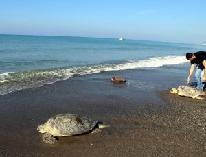 Hatay’da tedavileri tamamlanan deniz kaplumbağaları denize bırakıldı