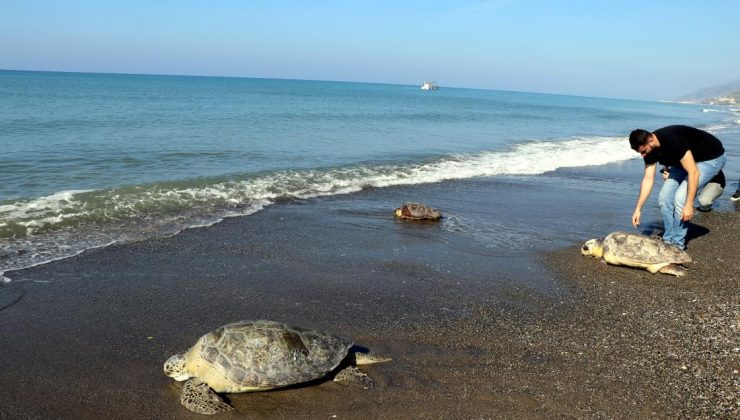Hatay’da tedavileri tamamlanan deniz kaplumbağaları denize bırakıldı