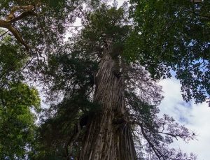 2 bin 600 yaşındaki ağaç çağlara meydan okuyor
