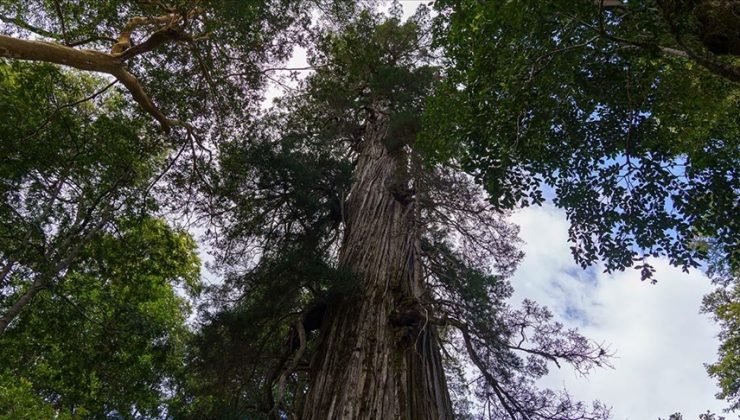 2 bin 600 yaşındaki ağaç çağlara meydan okuyor