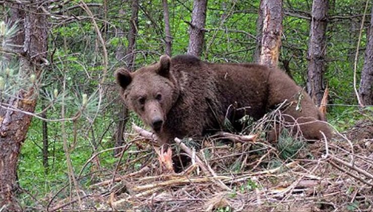 California’da bir kişi evinde kızarmış tavuklarını yiyen ayıyla karşılaştı