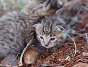 Fark edilmeden uçağa giren kediler 2 bin 500 kilometre uçtu