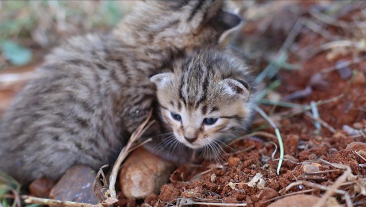 Fark edilmeden uçağa giren kediler 2 bin 500 kilometre uçtu