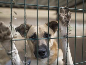 Teksaslı kadın kendi köpekleri tarafından öldürüldü