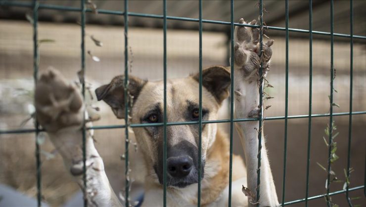 Teksaslı kadın kendi köpekleri tarafından öldürüldü