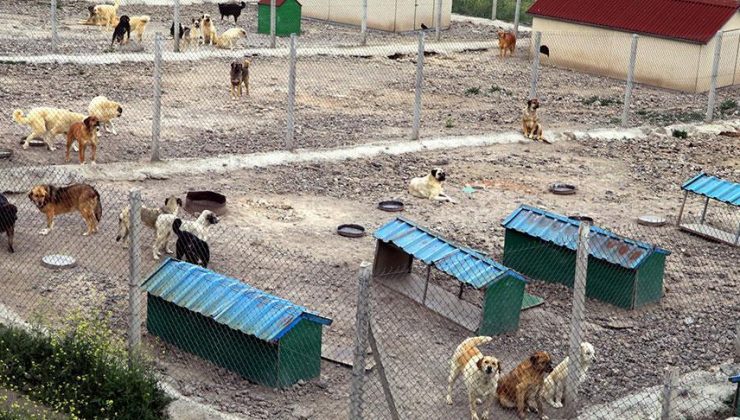 Güney Kore’de köpek eti yemek yasaklanabilir