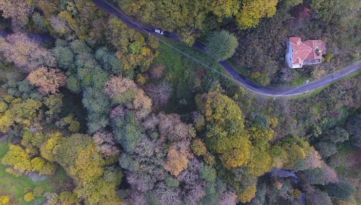 Ormana bitişik parselde yapı inşa edilemeyecek