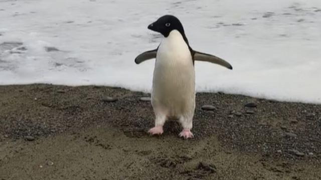 Yolunu şaşıran penguen, Antarktika’dan Yeni Zelanda’ya ulaştı