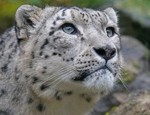 Nebraska hayvanat bahçesindeki kar leoparları COVID-19’dan öldü