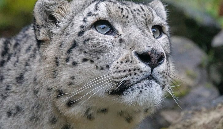 Nebraska hayvanat bahçesindeki kar leoparları COVID-19’dan öldü