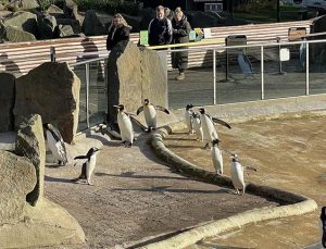 Edinburgh Hayvanat Bahçesi’nin penguenleri  ziyaretçileri bekliyor