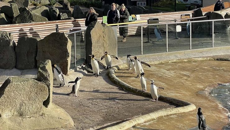 Edinburgh Hayvanat Bahçesi’nin penguenleri  ziyaretçileri bekliyor