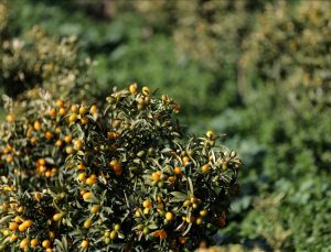 İzmir’de ‘altın portakal’da ilk hasat yapıldı