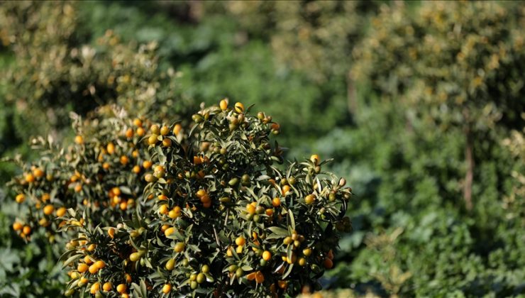 İzmir’de ‘altın portakal’da ilk hasat yapıldı