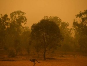 Avustralya’daki yangınlarda 6 bin hektardan fazla ormanlık alan kül oldu