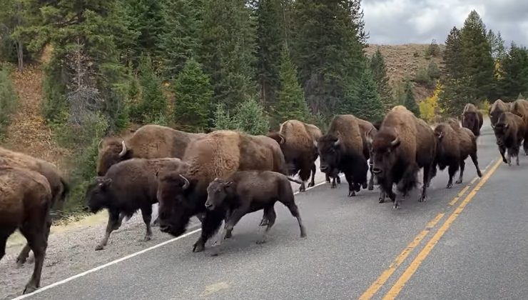 Yellowstone’da 900 bizonun avlanmasına izin verildi