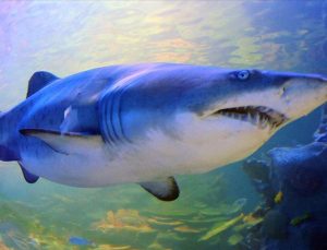 Köpek balığı saldırısına uğrayan Rus turist öldü