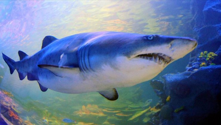 Köpek balığı saldırısına uğrayan Rus turist öldü