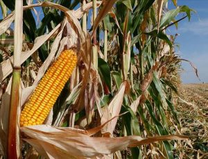 “Trump bazı mısır üreticilerine 3 milyar dolar fazladan ödedi”