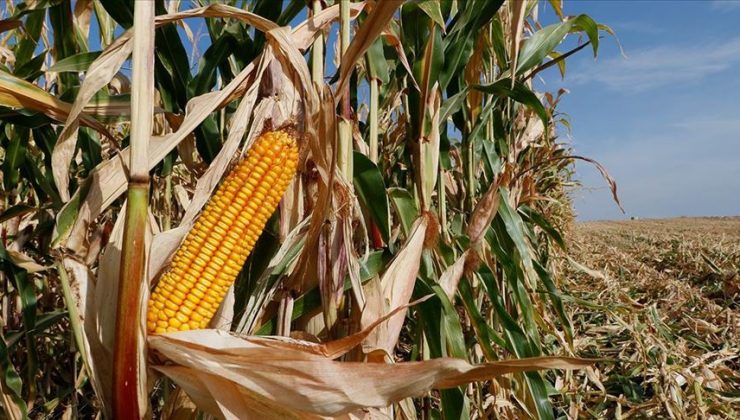 “Trump bazı mısır üreticilerine 3 milyar dolar fazladan ödedi”