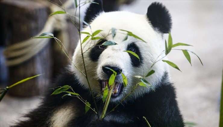 Çin’in Tayvan’a hediyesi olan panda sağlık sorunları nedeniyle uyutuldu